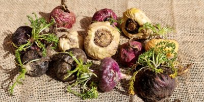 Čerstvé kořeny maca