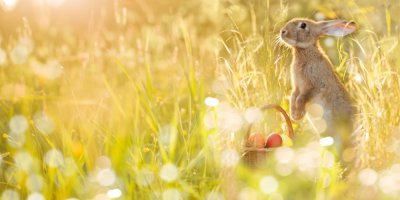 Zajíc v trávě, vedle košík s vajíčky