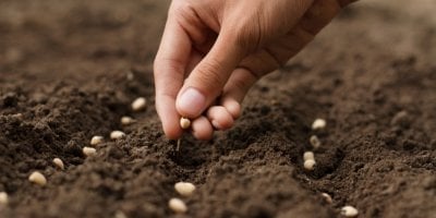 Ruka vysévá semínka