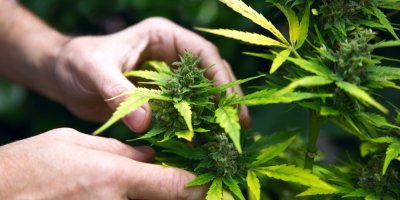 Mužské ruce, které drží rostlinku konopí