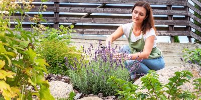 Žena zastřihuje levanduli na zahradě