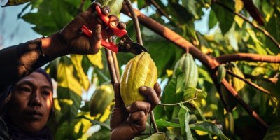 Muž stříhá kakaové boby na stromě