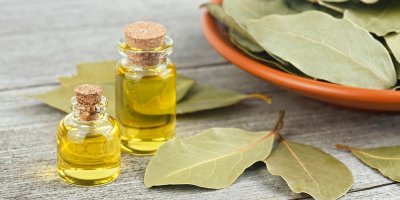 Bobkový list a olej z něj v malých lahvičkách