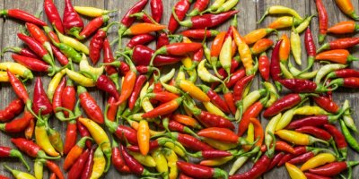 Chilli papričky různých barev