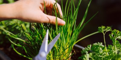 Kuchařka stříhá bylinky nůžkami