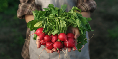 Ředkvičky v dlaních