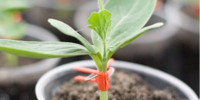 Záběr na rostlinku roubovaného vodního melounu