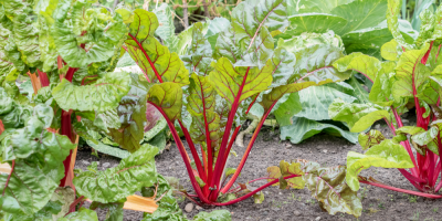 Rostoucí rebarbora na zahradě