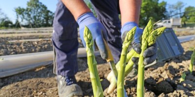 Člověk sbírá zelený chřest