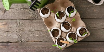 Sazeničky v platu od vajec