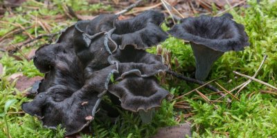 Trs hub stroček trubkovitých