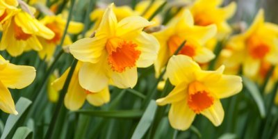 Žluté narcisy