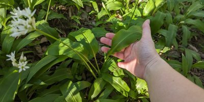 Medvědí česnek v lese