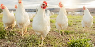 Slepice ve volném výběhu