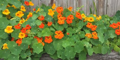 Kvetoucí lichořeřišnice