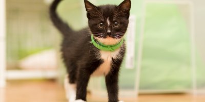 Černé kotě s bílými fleky má na krku zelený antiparazitní obojek