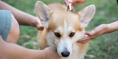 Jeden člověk drží psa plemene corgi a druhý mu na záda aplikuje přípravek pipetou