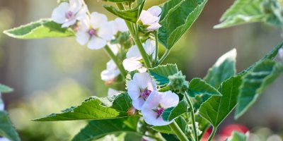 Rostlina s bílo-růžovými květy