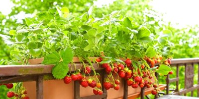 Převislé jahody z truhlíku