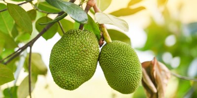 Jackfruit na stromě