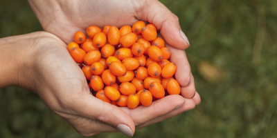 Rakytníkové plody ve dlaních