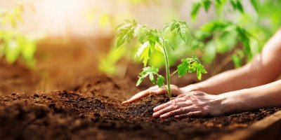 Zahradnice sází rajčata