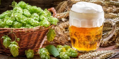 Skleněný půllitr se světlým čepovaným pivem, ošatka chmele a obilné klasy