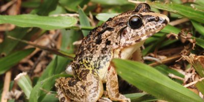 Hnědá žába na listí