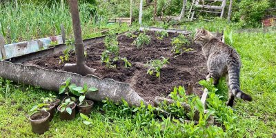 Kočka je u zeleninového záhonu