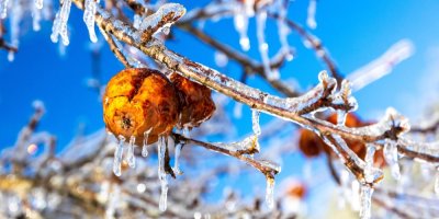 Zmrzlé plody na stromě obalené ledem