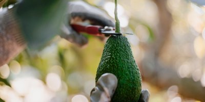 Sklizeň avokáda v Mexiku. Odstřihování avokáda nůžkami