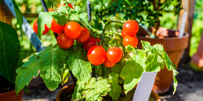 Malá rostlina se cherry rajčaty v květináči