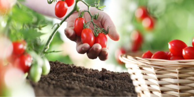 ruka a koš plný čerstvých cherry rajčat 