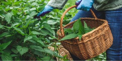 Sběr kopřiv do košíku