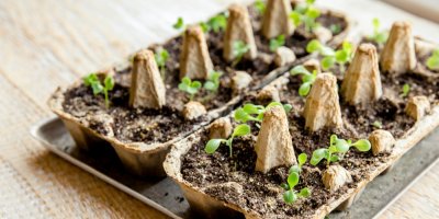 Sazenice rostoucí v obalu od vajec