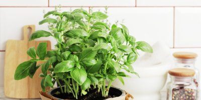 Bazalka v květináči