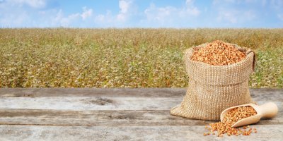 Pytel plný pohanky, v pozadí kvetoucí pole