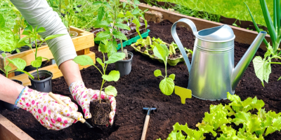 Záběr na ženské ruce v rukavicích sázející sazeničky do hlíny