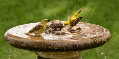 Ptáci se koupou ve fontáně