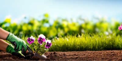 Zahradník vysazuje macešku