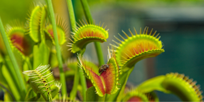 Detail na masožravé rostliny v květináčích