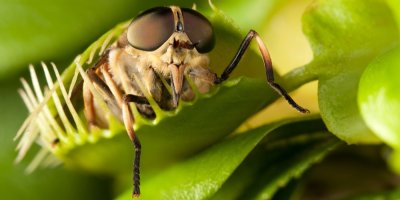 Moucha lapená v pasti masožravé rostliny