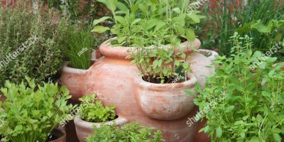 Různé druhy bylinek v květináčích