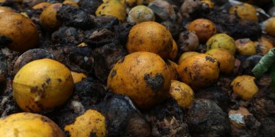 Vyhozené a hnijící citrony