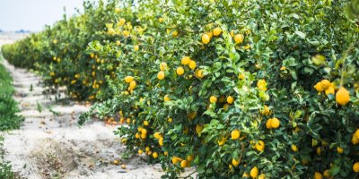 Citrusová plantáž