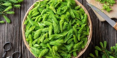 Ošatka plná mladých smrkových výhonků