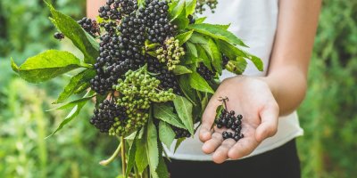 Dívka drží v ruce bezinky