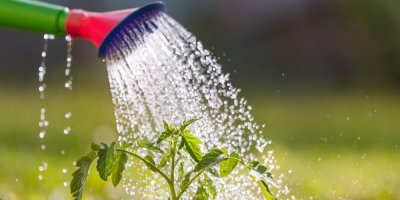 Zalévání rostliny rajčete konví