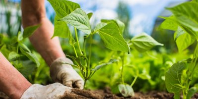 Sázení přísady do země