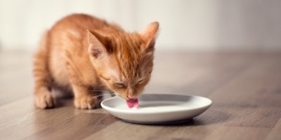 Kočka líže mléko